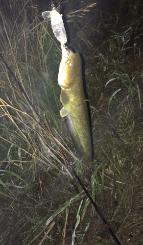 ナマズの釣果