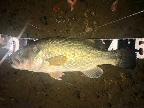 ブラックバスの釣果