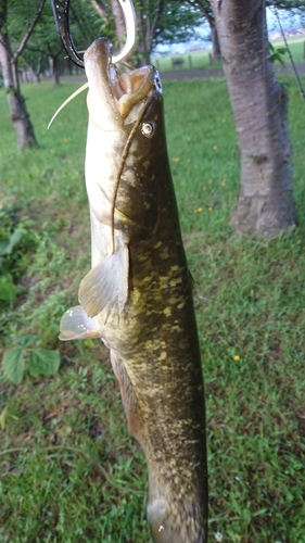 ナマズの釣果