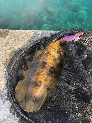 アオリイカの釣果