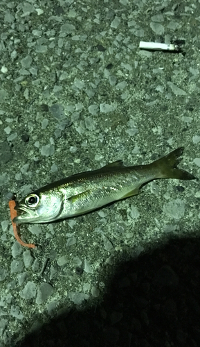 クロムツの釣果