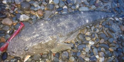 マゴチの釣果