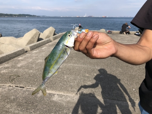 ツバスの釣果