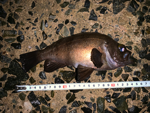 メバルの釣果