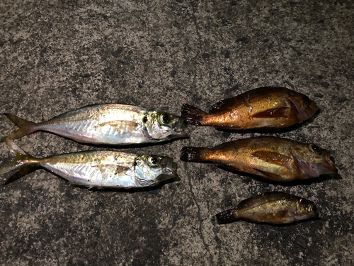 アジの釣果