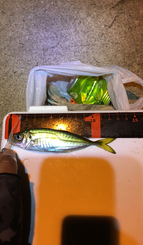 アジの釣果