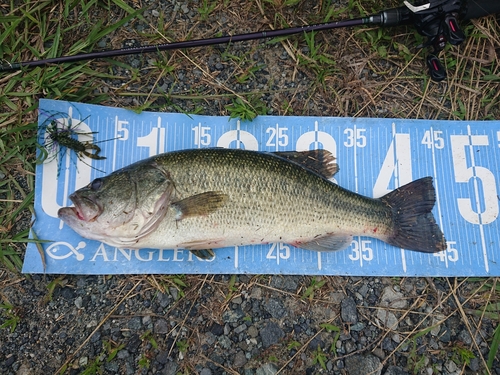 ブラックバスの釣果