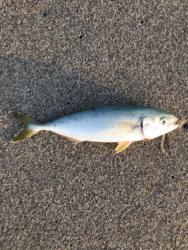 ワカシの釣果