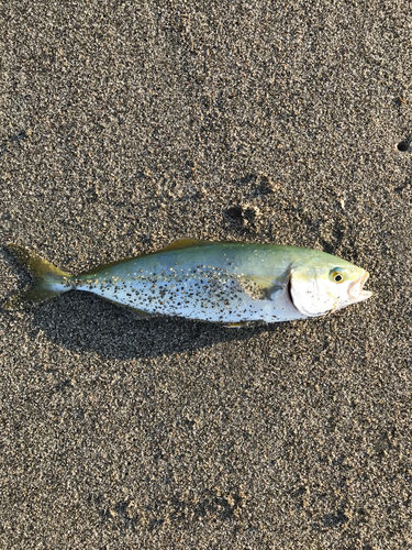 ワカシの釣果