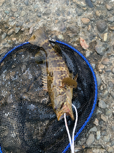 マダラハタの釣果