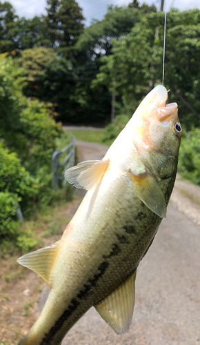 ラージマウスバスの釣果