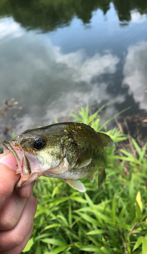 ラージマウスバスの釣果