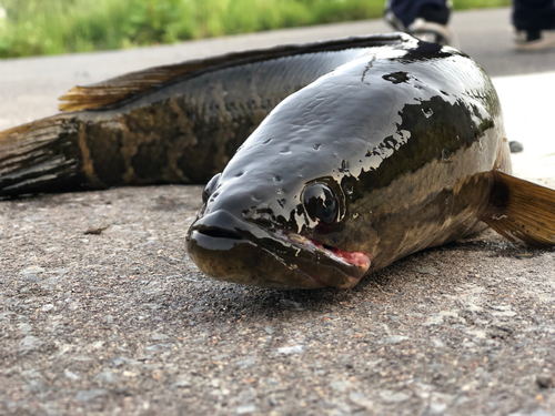 ライギョの釣果