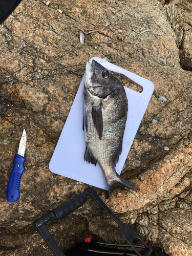 クロダイの釣果