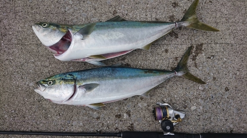 ハマチの釣果