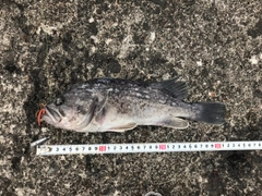 クロソイの釣果