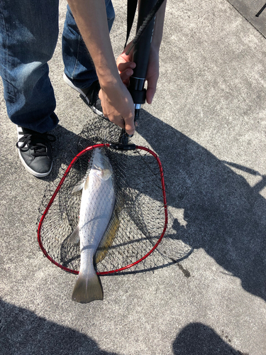 ニベの釣果