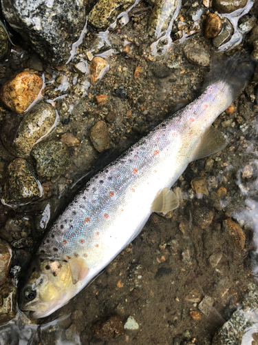 ブラウントラウトの釣果