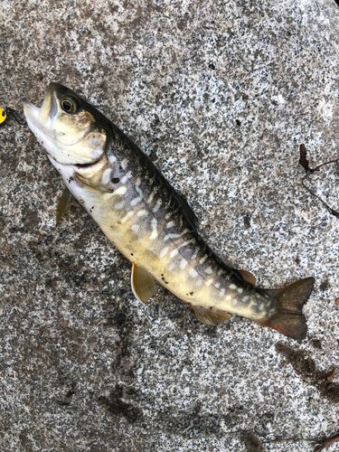 カワサバの釣果