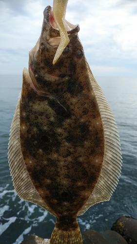 ヒラメの釣果