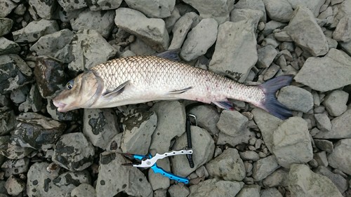 ニゴイの釣果