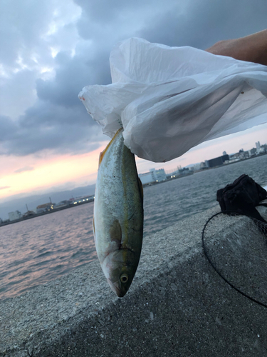 ツバスの釣果