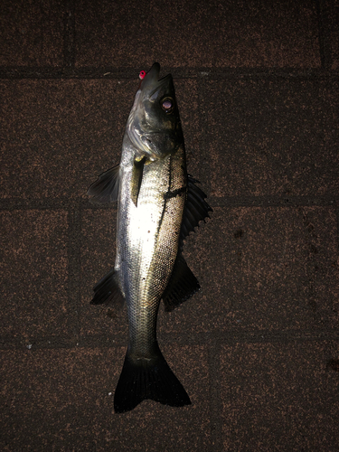 セイゴ（マルスズキ）の釣果