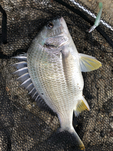 キチヌの釣果