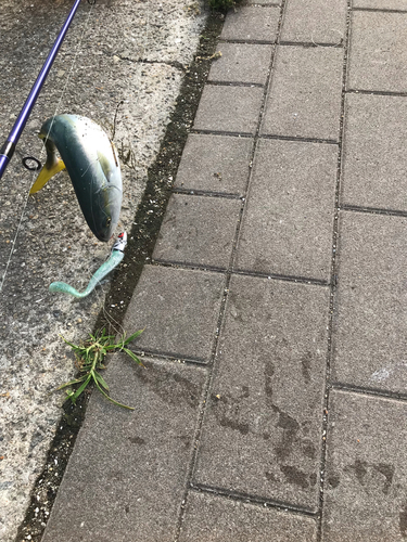 ツバスの釣果