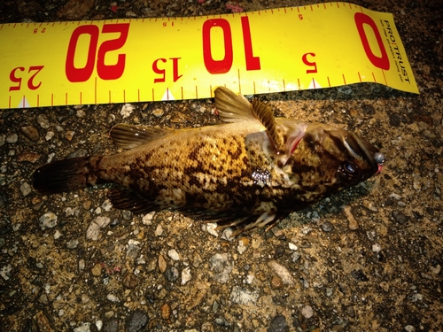 タケノコメバルの釣果