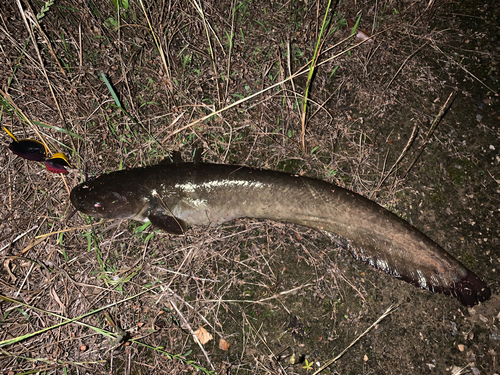 ナマズの釣果