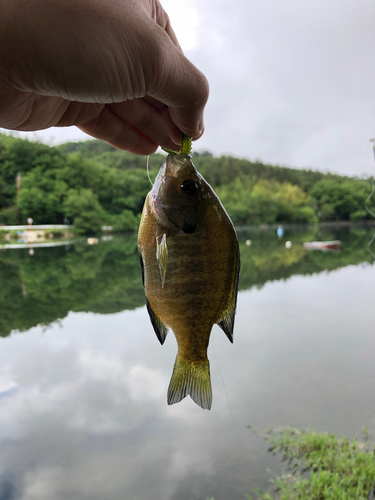 ブルーギルの釣果