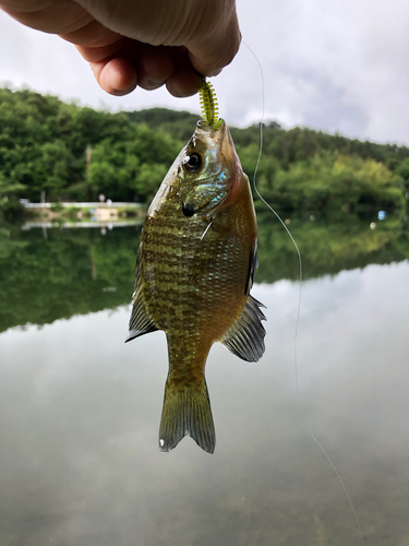 ブルーギルの釣果