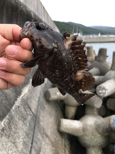 オウゴンムラソイの釣果