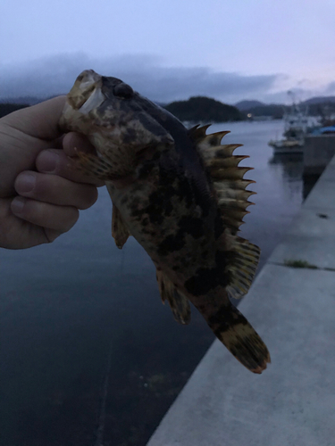 タケノコメバルの釣果