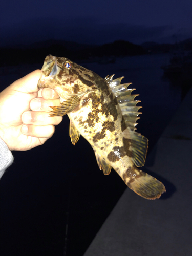 タケノコメバルの釣果