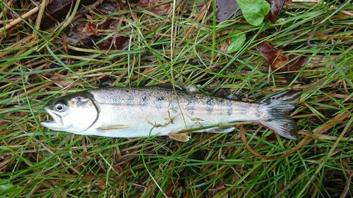 ヤマメの釣果