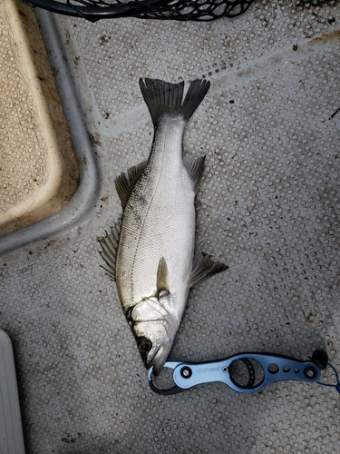 ヒラスズキの釣果