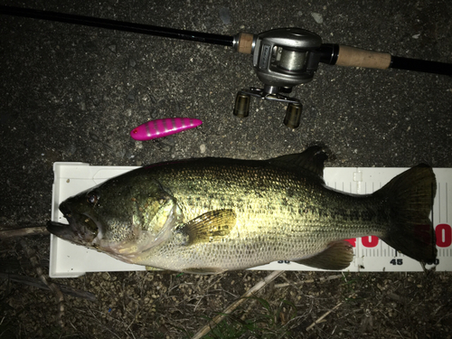 ブラックバスの釣果