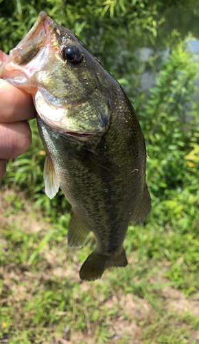 ラージマウスバスの釣果