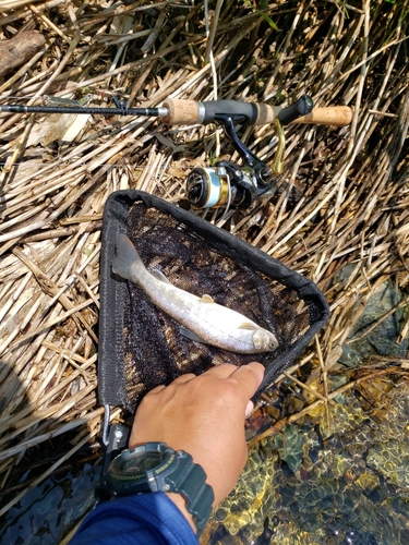 イワナの釣果