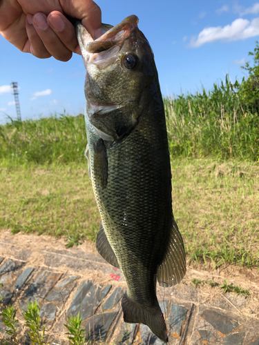 ラージマウスバスの釣果