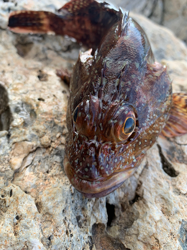 アラカブの釣果