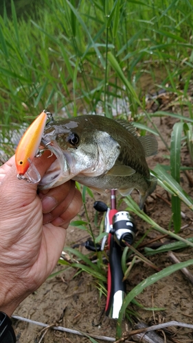 ラージマウスバスの釣果