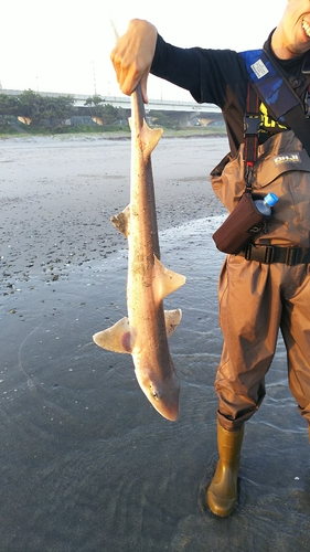 サメの釣果