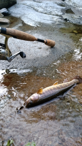 イワナの釣果