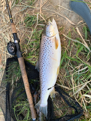 ブラウントラウトの釣果