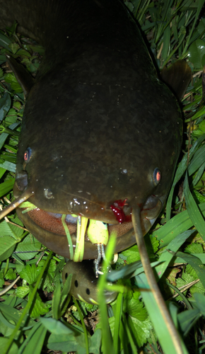 ナマズの釣果