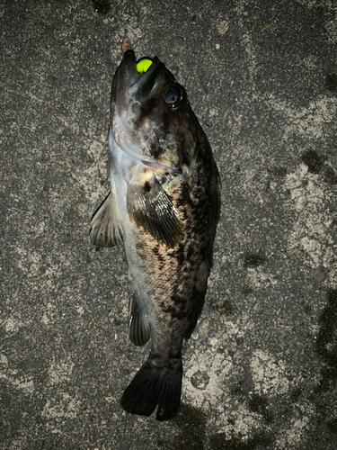 クロソイの釣果