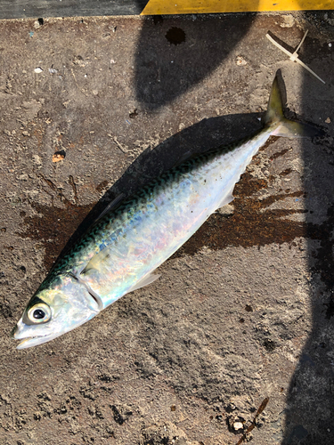 サバの釣果